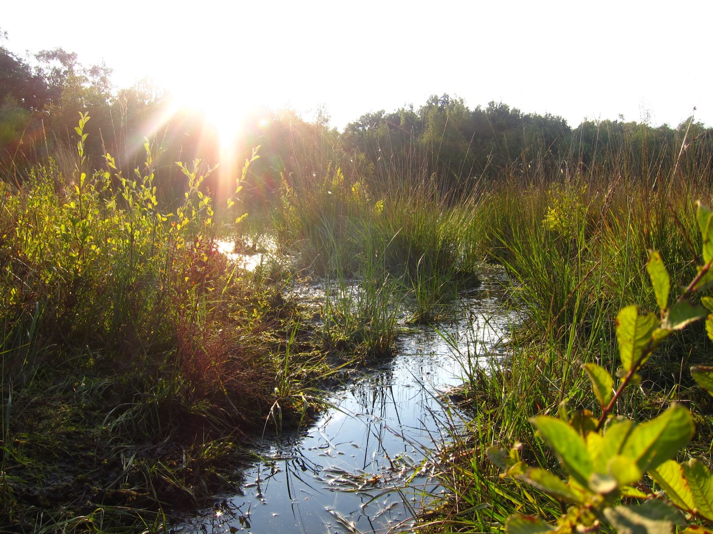 Waterrijke gebied Noord Limburg