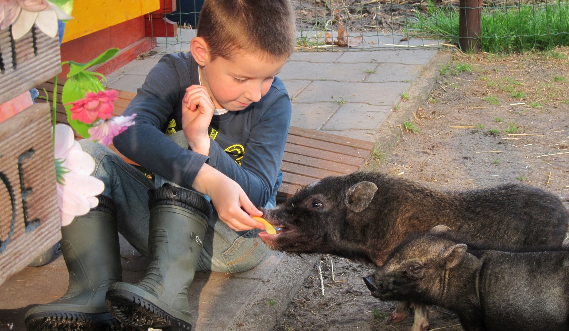 Varkens voeren op de miniboerderij