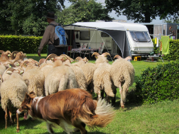 Herder op de camping