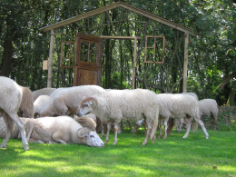 Schapen op onze camping