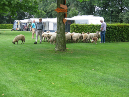 Schapenhoeder op onze camping