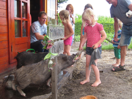 Gezamenlijk Varkens voeren