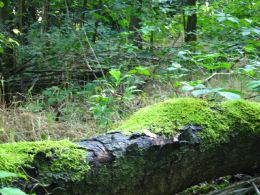 Bossen in Limburg