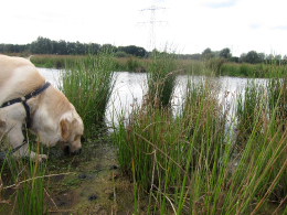 Met uw hond op vakantie